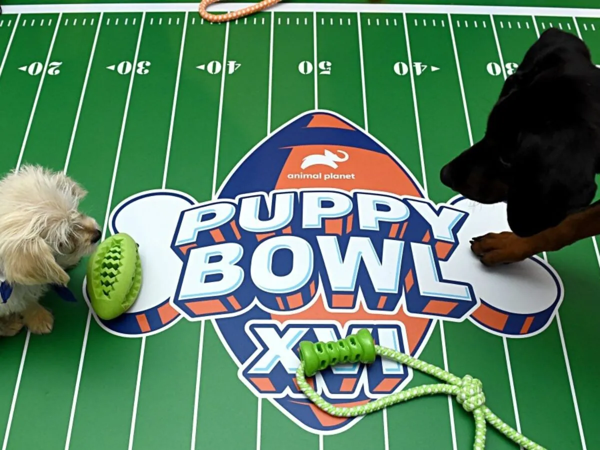 Puppy Bowl Celebrates Two Decades of Paws and Play: A Milestone 20th-Year Extravaganza