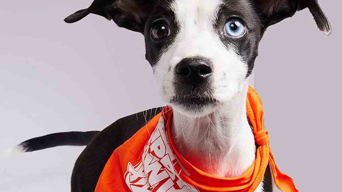Meet the Super Cute Maine Dogs Who Will Be in the 2024 Puppy Bowl